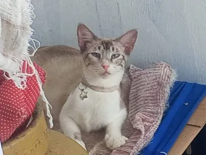 Gato raça Siamês idade 3 anos nome Branca 