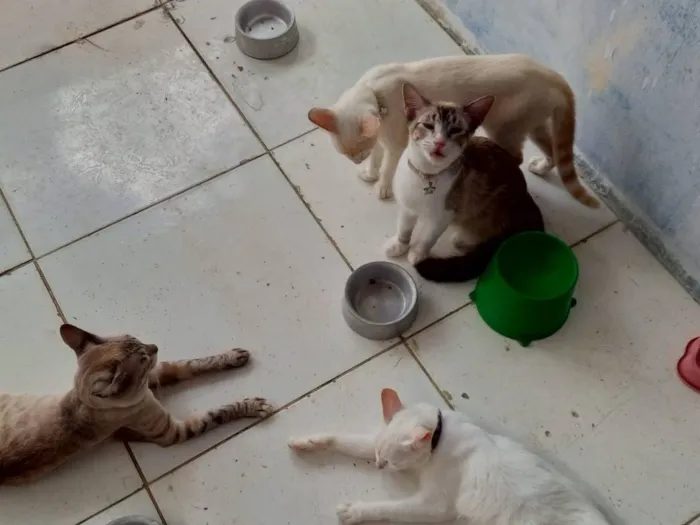 Gato raça Siamês idade 3 anos nome Branca 