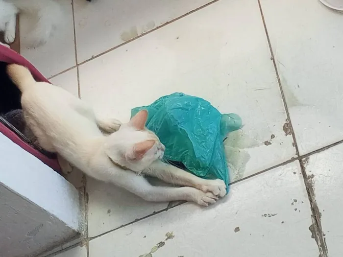 Gato raça Persa idade 2 anos nome Apollo