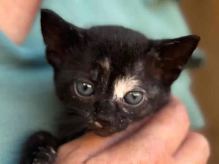 Gato raça SRD-ViraLata idade Abaixo de 2 meses nome Lua