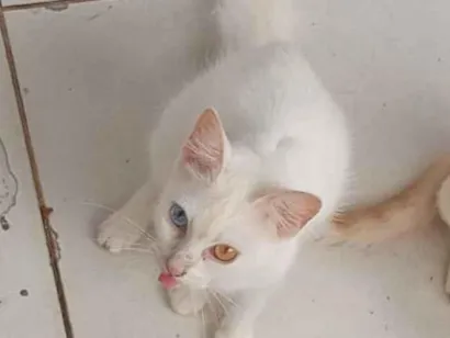Gato raça Exótico idade 3 anos nome Artemis 