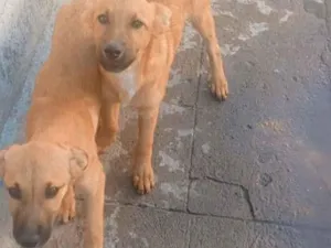 Cachorro raça SRD-ViraLata idade 7 a 11 meses nome Samantha & Jade 