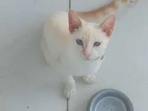 Gato raça Persa idade 2 anos nome Apollo