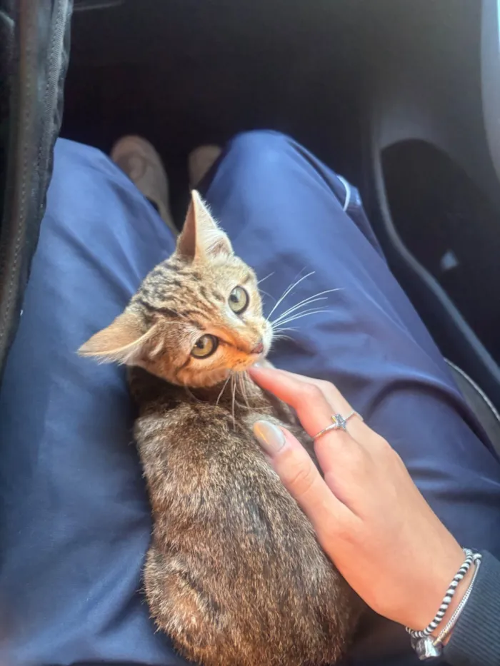 Gato raça SRD-ViraLata idade 2 a 6 meses nome Gato