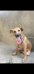 Cachorro raça SRD-ViraLata idade 2 a 6 meses nome Hércules 