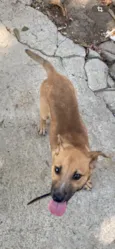 Cachorro raça SRD-ViraLata idade 2 a 6 meses nome Hércules 