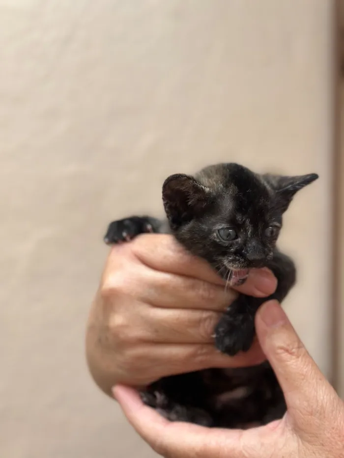 Gato raça SRD-ViraLata idade Abaixo de 2 meses nome Amora 