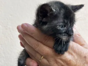 Gato raça SRD-ViraLata idade Abaixo de 2 meses nome Amora 