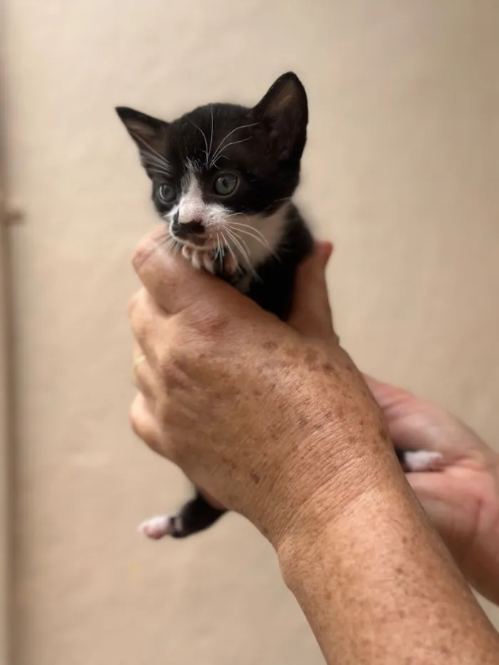 Gato raça SRD-ViraLata idade Abaixo de 2 meses nome Luke