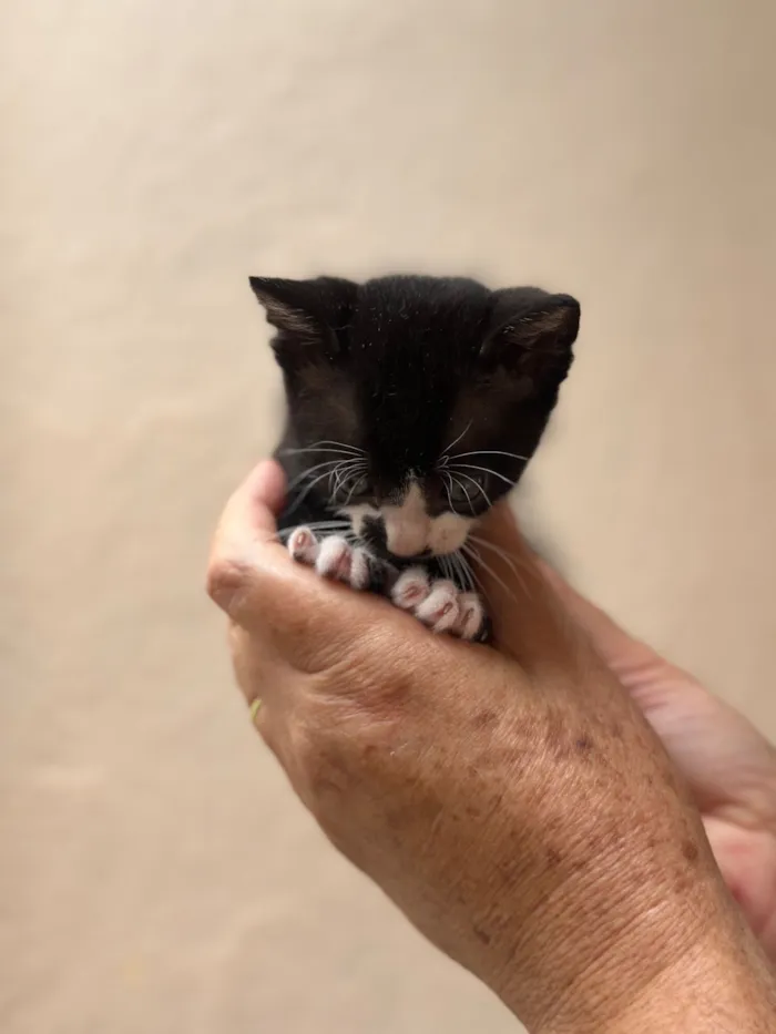 Gato raça SRD-ViraLata idade Abaixo de 2 meses nome Luke