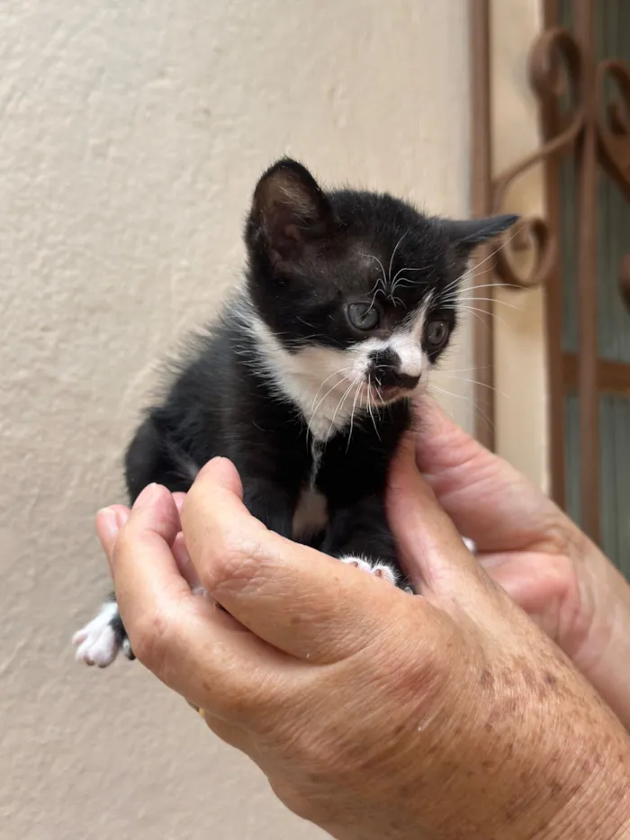 Gato raça SRD-ViraLata idade Abaixo de 2 meses nome Luke