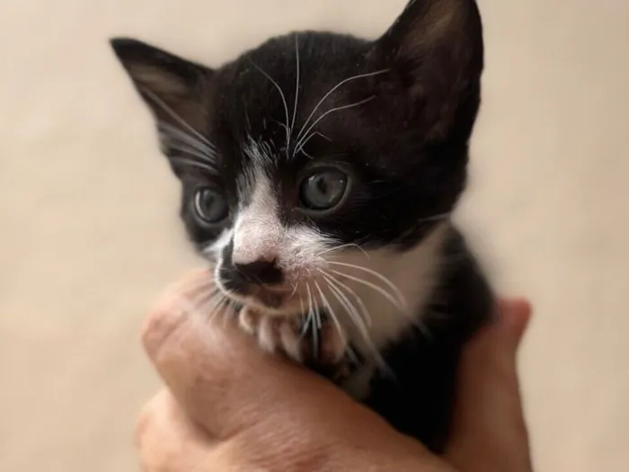 Gato raça SRD-ViraLata idade Abaixo de 2 meses nome Luke