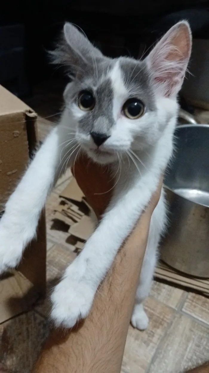 Gato raça SRD-ViraLata idade 2 a 6 meses nome Recruta