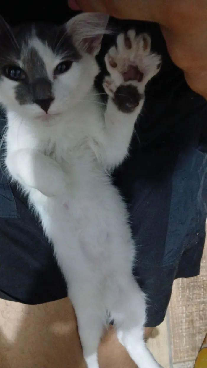 Gato raça SRD-ViraLata idade 2 a 6 meses nome Recruta