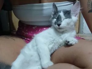 Gato raça SRD-ViraLata idade 2 a 6 meses nome Recruta