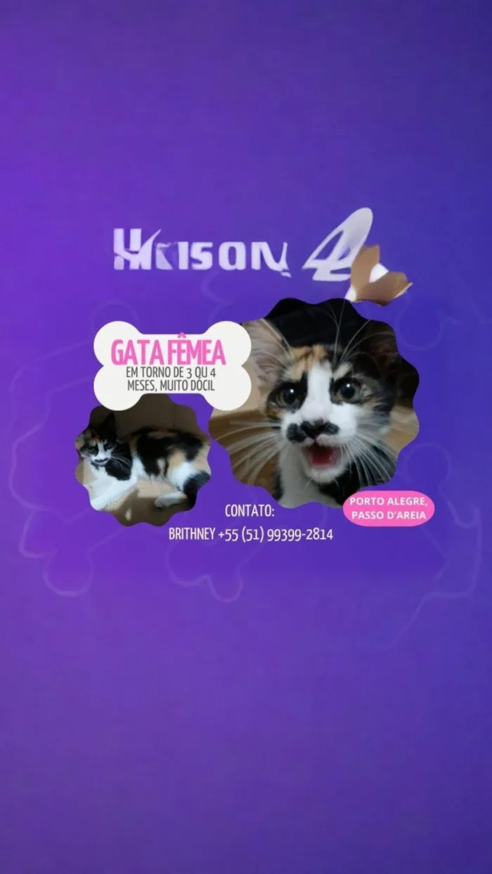 Gato raça SRD-ViraLata idade 2 a 6 meses nome Ruby