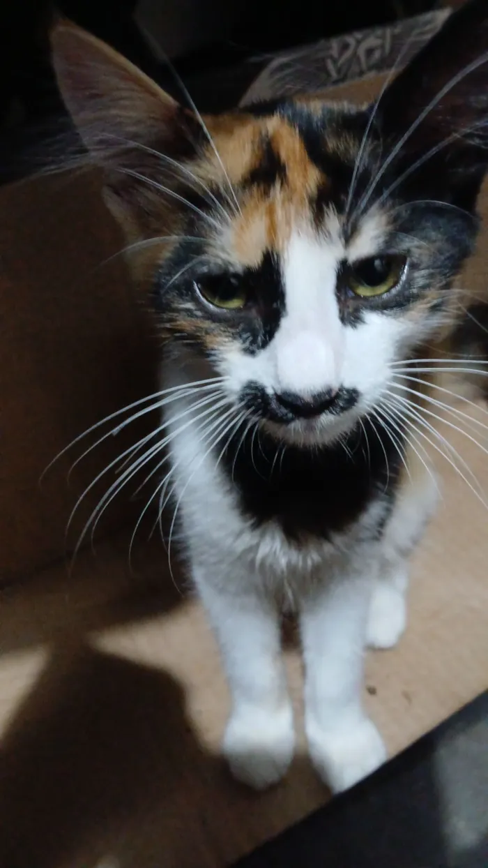 Gato raça SRD-ViraLata idade 2 a 6 meses nome Ruby