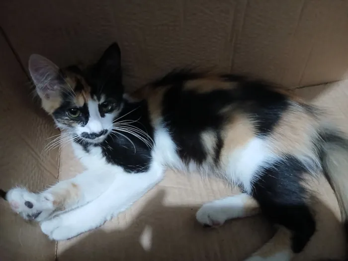 Gato raça SRD-ViraLata idade 2 a 6 meses nome Ruby