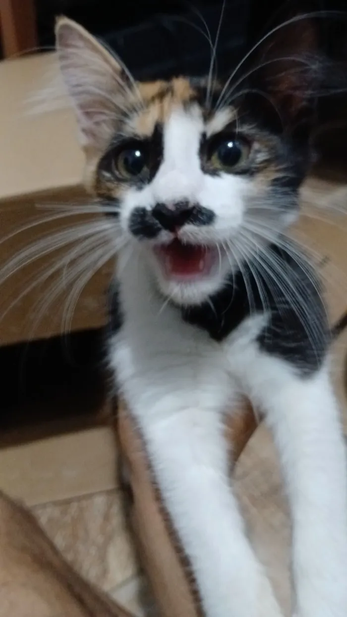 Gato raça SRD-ViraLata idade 2 a 6 meses nome Ruby