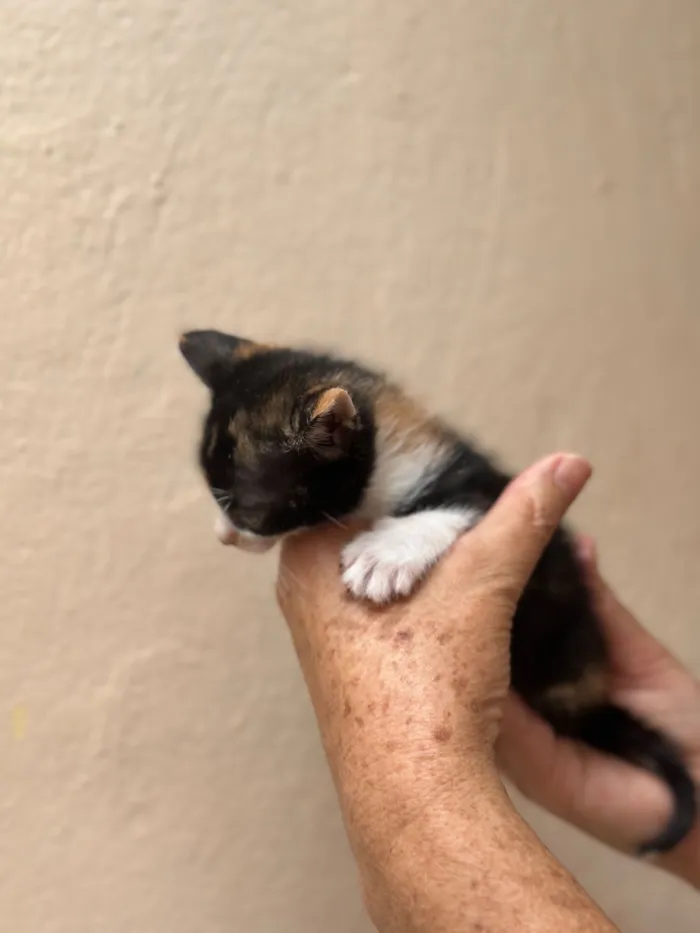 Gato raça SRD-ViraLata idade Abaixo de 2 meses nome Caramela