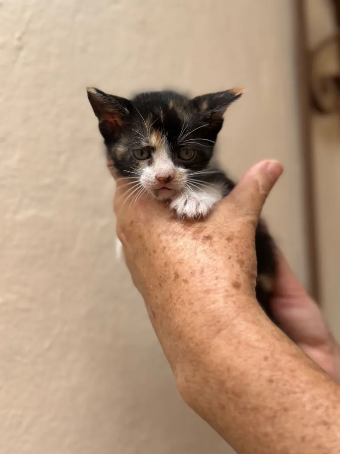 Gato raça SRD-ViraLata idade Abaixo de 2 meses nome Caramela