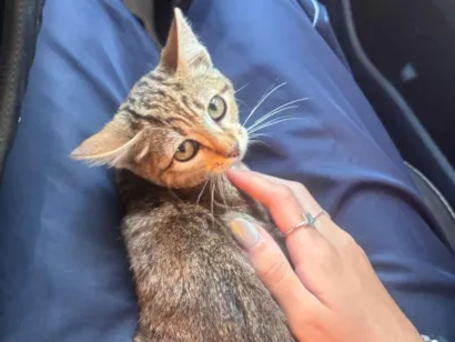 Gato raça SRD-ViraLata idade 2 a 6 meses nome Gato