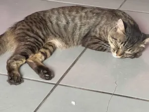 Gato raça Exótico idade 1 ano nome Tom 