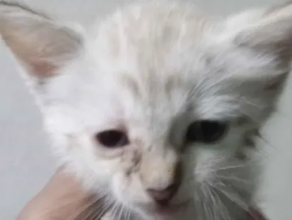Gato raça Siamês idade Abaixo de 2 meses nome Lua 