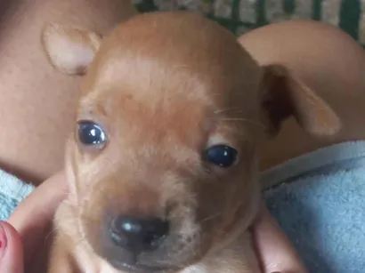 Cachorro raça SRD-ViraLata idade Abaixo de 2 meses nome Patota