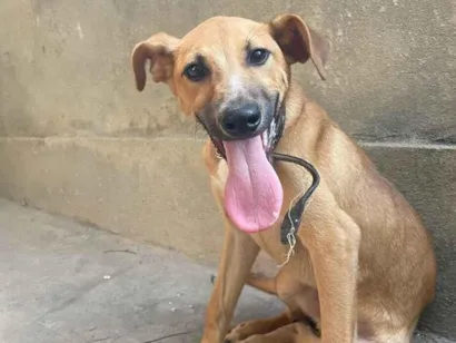 Cachorro raça SRD-ViraLata idade 2 a 6 meses nome Hércules 