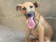 Cachorro raça SRD-ViraLata idade 2 a 6 meses nome Hércules 