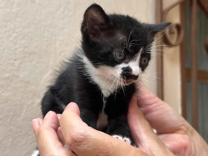 Gato raça SRD-ViraLata idade Abaixo de 2 meses nome Luke