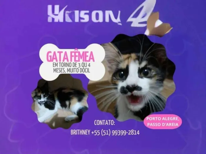 Gato raça SRD-ViraLata idade 2 a 6 meses nome Ruby