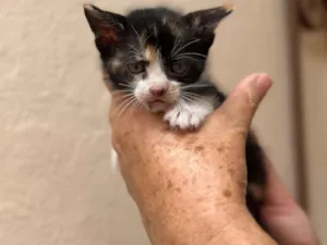 Gato raça SRD-ViraLata idade Abaixo de 2 meses nome Caramela