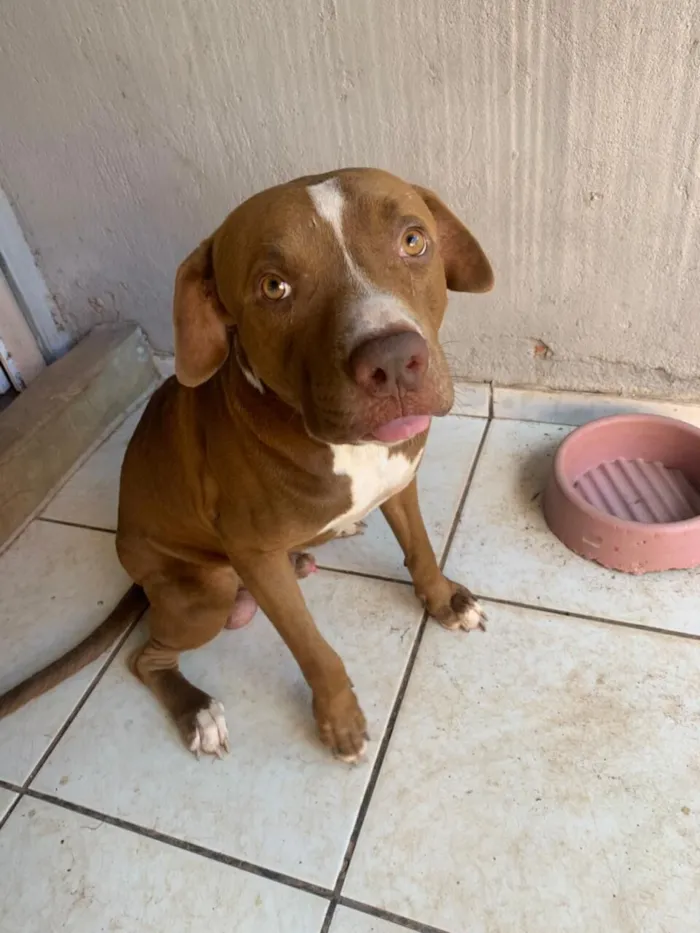 Cachorro raça Pit-Bull idade 2 anos nome DORISMAR FERREIRA