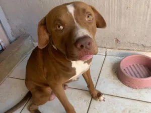 Cachorro raça Pit-Bull idade 2 anos nome DORISMAR FERREIRA