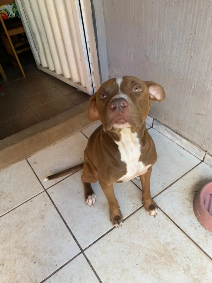 Cachorro raça Pit-Bull idade 2 anos nome DORISMAR FERREIRA