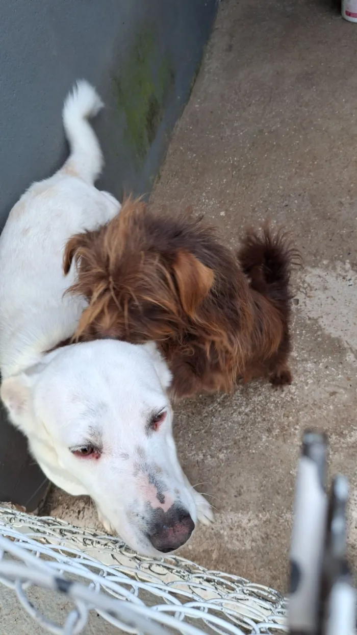 Cachorro raça SRD-ViraLata idade 2 a 6 meses nome Joaquina e meu irmão feinho 