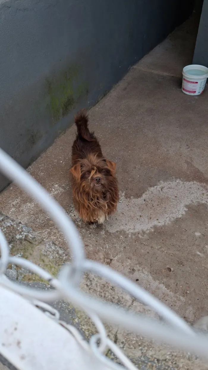 Joaquina e meu irmão feinho 