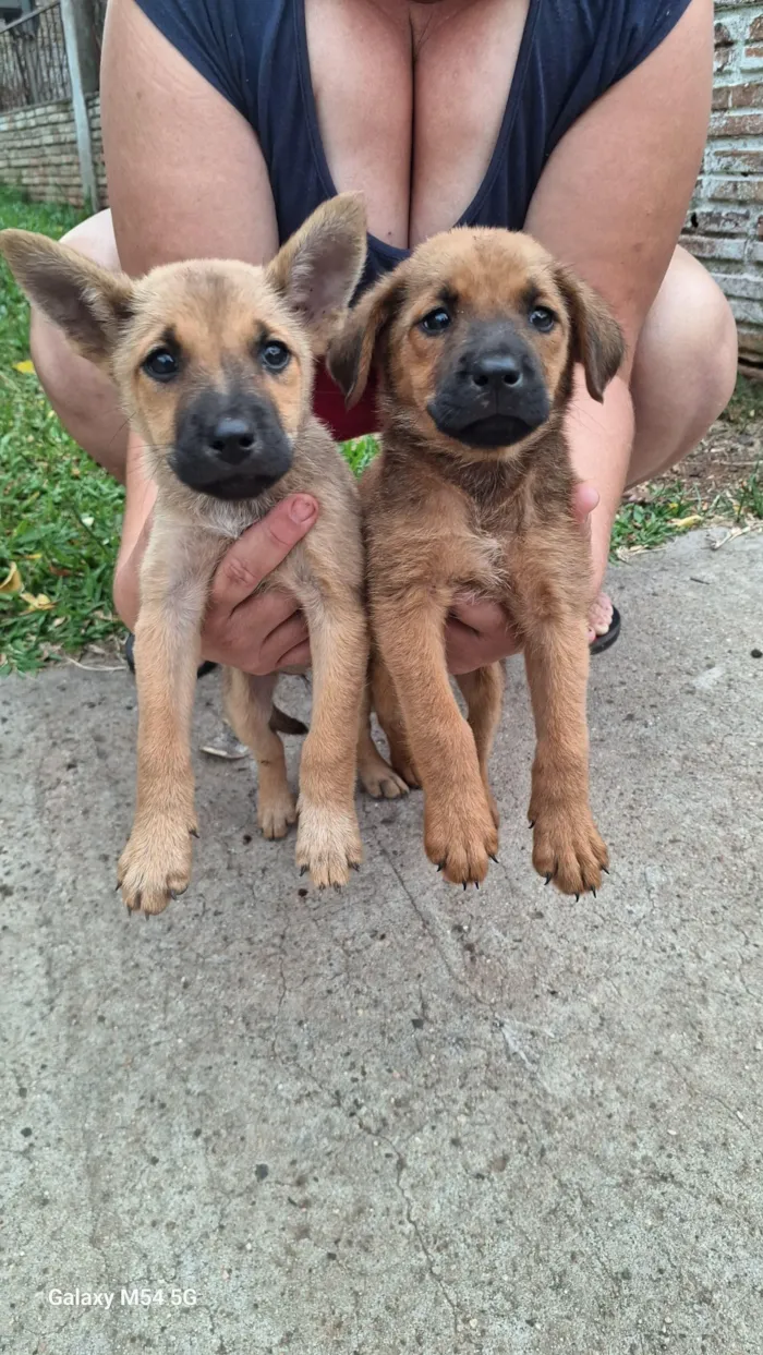 Cachorro raça SRD-ViraLata idade 2 a 6 meses nome Sem nome