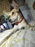Cachorro raça SRD-ViraLata idade 6 ou mais anos nome Lynda