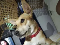 Cachorro raça SRD-ViraLata idade 6 ou mais anos nome Lynda