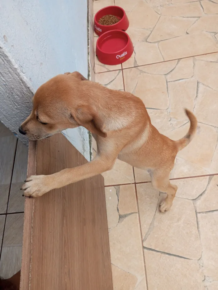 Cachorro raça SRD-ViraLata idade 2 a 6 meses nome Rocky