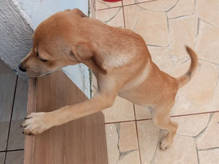 Cachorro raça SRD-ViraLata idade 2 a 6 meses nome Rocky