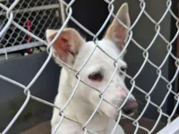 Cachorro raça SRD-ViraLata idade 2 a 6 meses nome Joaquina e meu irmão feinho 