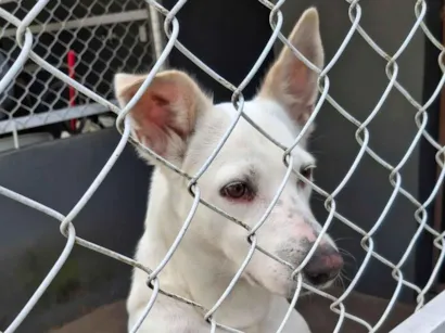 Cachorro raça SRD-ViraLata idade 2 a 6 meses nome Joaquina e meu irmão feinho 