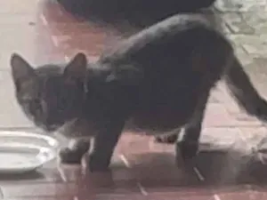 Gato raça SRD-ViraLata idade 2 a 6 meses nome Pequenininha