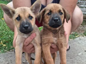 Cachorro raça SRD-ViraLata idade 2 a 6 meses nome Sem nome