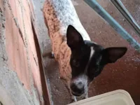 Cachorro raça SRD-ViraLata idade 1 ano nome Martinha Sousa