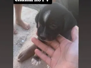 Cachorro raça SRD-ViraLata idade 2 a 6 meses nome nina